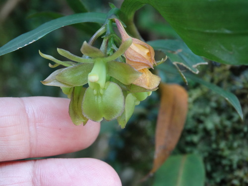 Epidendrum bisulcatum Ames
