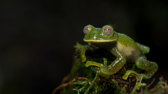 Nymphargus garciae