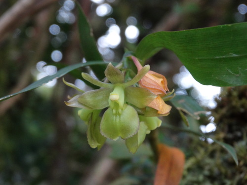 Epidendrum bisulcatum Ames 2