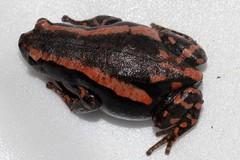 Phrynomantis bifasciatus