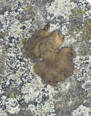 Umbilicaria hyperborea hyperborea