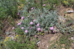 Psephellus marschallianus