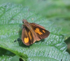 Pardaleodes incerta incerta