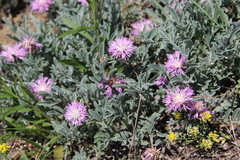 Psephellus marschallianus