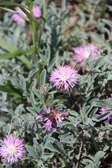 Psephellus marschallianus