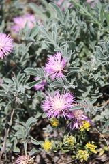 Psephellus marschallianus