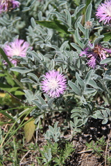 Psephellus marschallianus