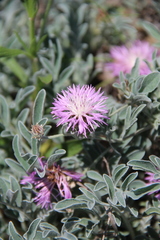 Psephellus marschallianus