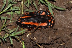 Phrynomantis bifasciatus