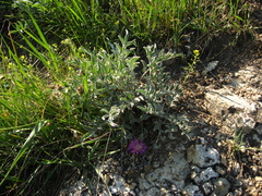 Psephellus marschallianus