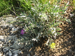 Psephellus marschallianus