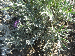 Psephellus marschallianus