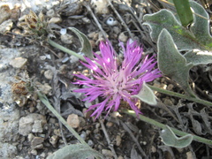 Psephellus marschallianus