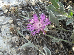 Psephellus marschallianus