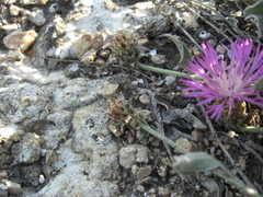 Psephellus marschallianus