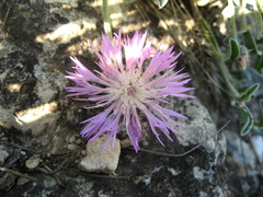 Psephellus marschallianus