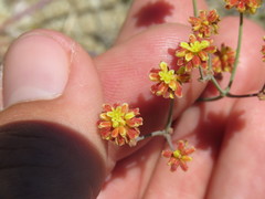 Eriogonum pusillum