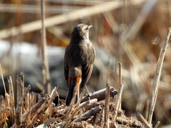 Luscinia svecica
