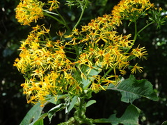 Jessea cooperi
