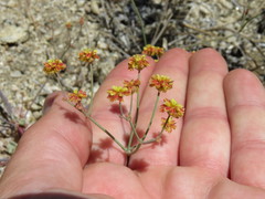 Eriogonum pusillum