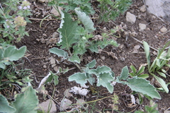 Psephellus paucilobus