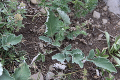 Psephellus paucilobus