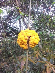 Cronartium conigenum