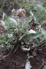 Psephellus paucilobus