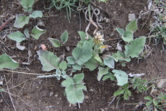 Psephellus paucilobus