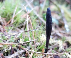 Geoglossum umbratile