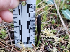 Geoglossum umbratile