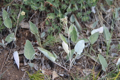 Psephellus paucilobus