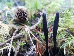 Geoglossum umbratile