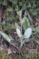 Psephellus paucilobus