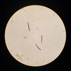 Geoglossum umbratile