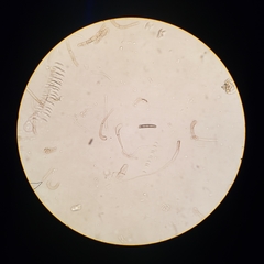 Geoglossum umbratile