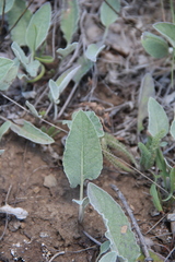 Psephellus paucilobus