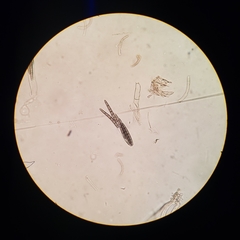 Geoglossum umbratile