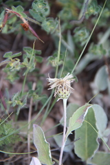 Psephellus paucilobus