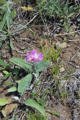 Psephellus paucilobus