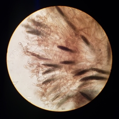 Geoglossum umbratile