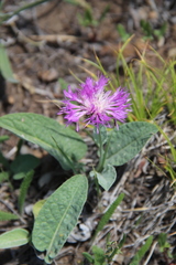 Psephellus paucilobus