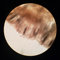 Geoglossum umbratile