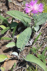 Psephellus paucilobus