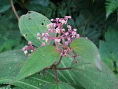 Miconia conospeciosa