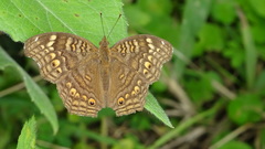 Junonia chorimene