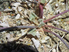 Eriogonum pusillum