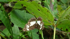 Neptidopsis ophione nucleata