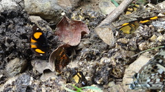 Junonia westermanni westermanni