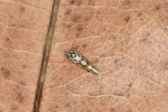 Linnavuoriana decempunctata